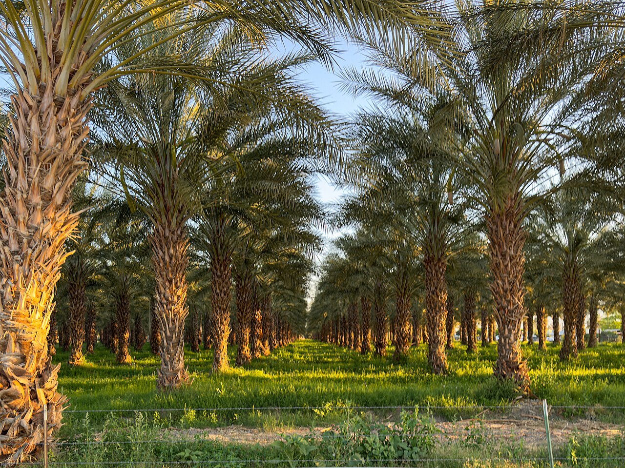 Date Palm Orchard